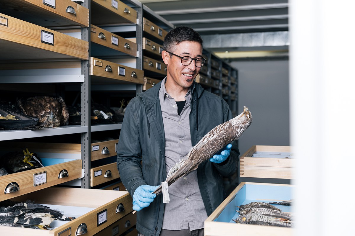 Manuel Schweizer, Ornithologe im Naturhistorischen Museum Bern. Vergrösserte Ansicht