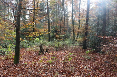 Feinerschliessung im Bremgartenwald