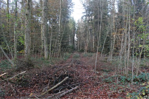 Feinerschliessung im Eichholz