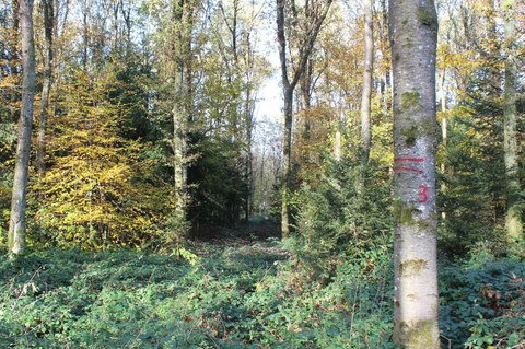 Feinerschliessung Könizbergwald
