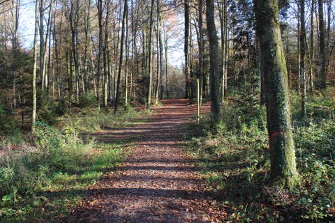 Grauholz: Sicherheits- und Holzerntemassnahmen