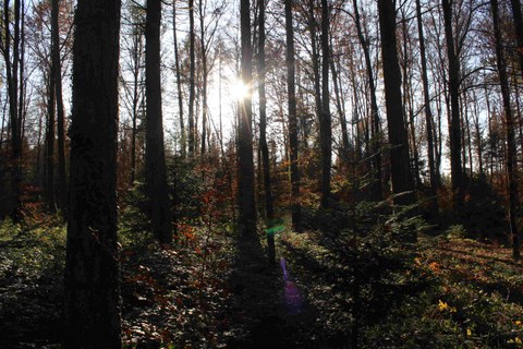 Könizbergwald: Holzernte