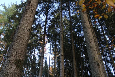 Sicherheitsholzerei im Wylerwald