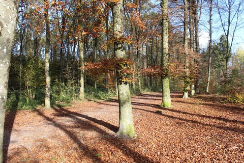 Verjüngung im Sädelbach-Wald