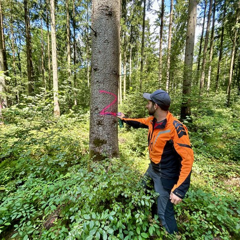 Waldarbeiten im Mai/Juni