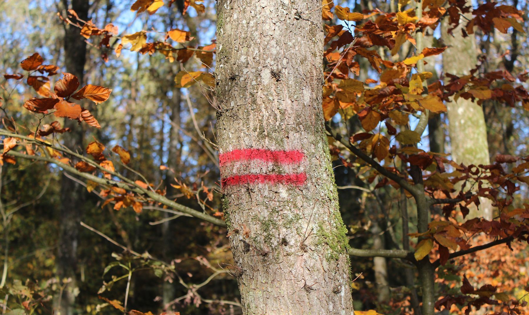 Baummarkierung zwei rote Querstreifen