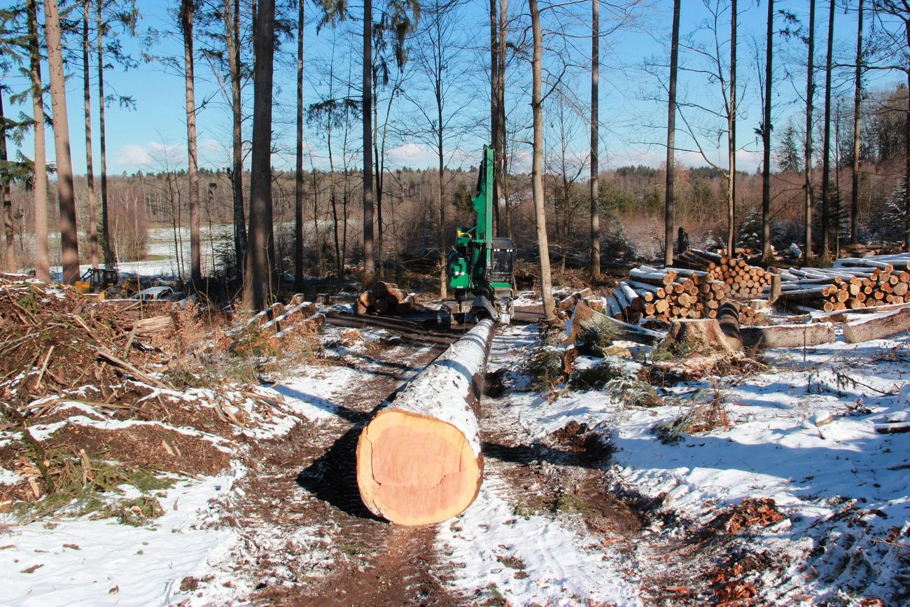 Gefällter Baum im schneebedeckten Wald