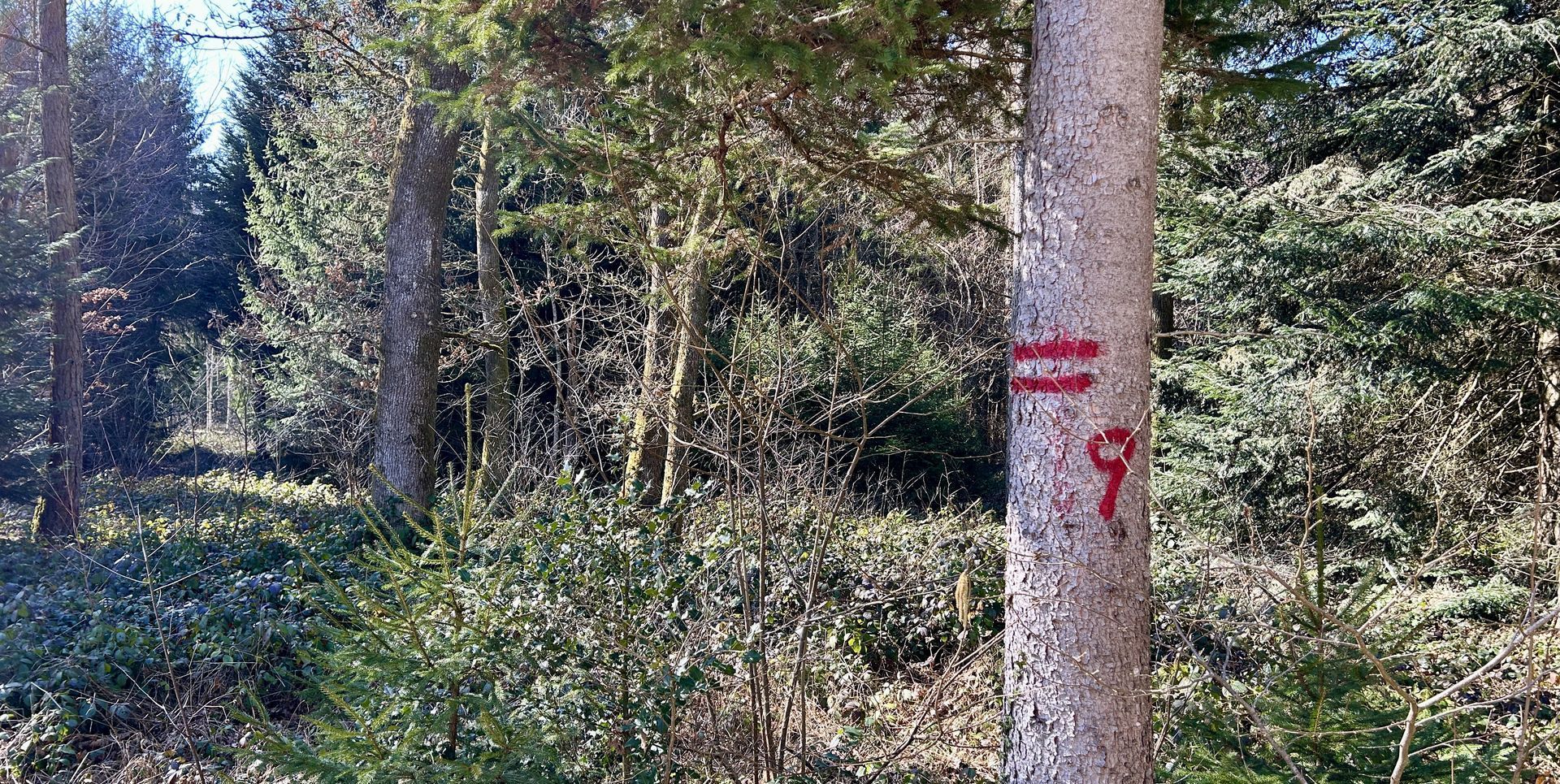 Baummarkierung zwei rote Querstreifen