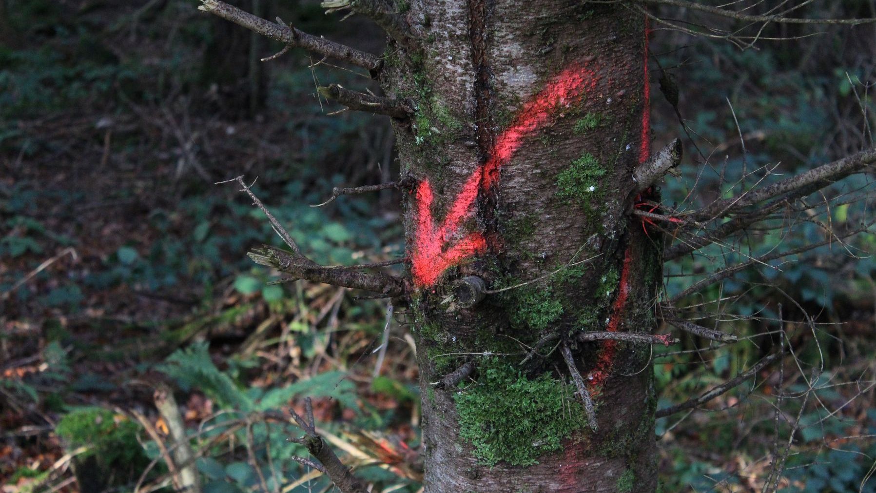 Baummarkierung leuchtpink Diagonalstreifen