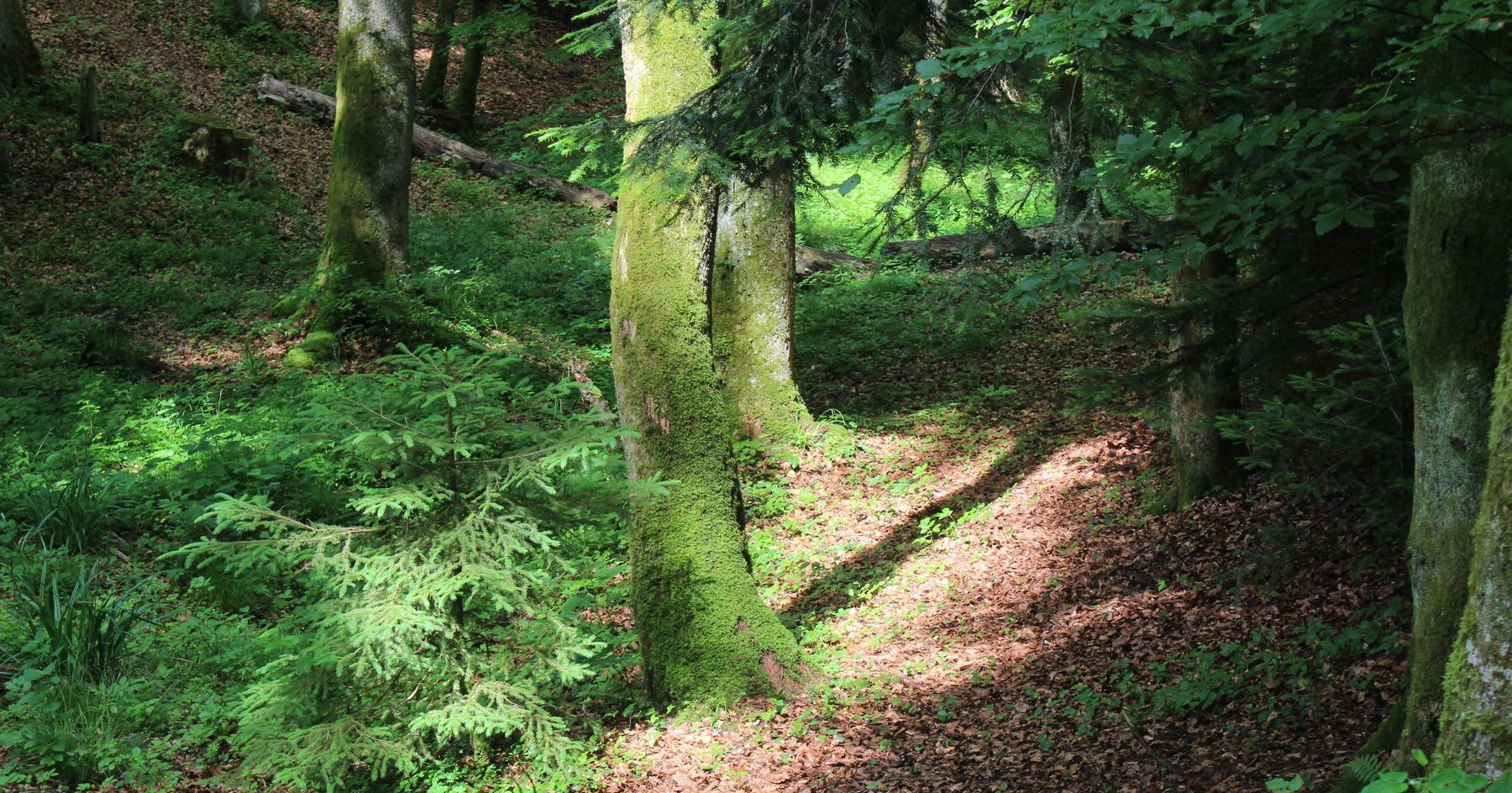 Kleine Lichtung im Wald