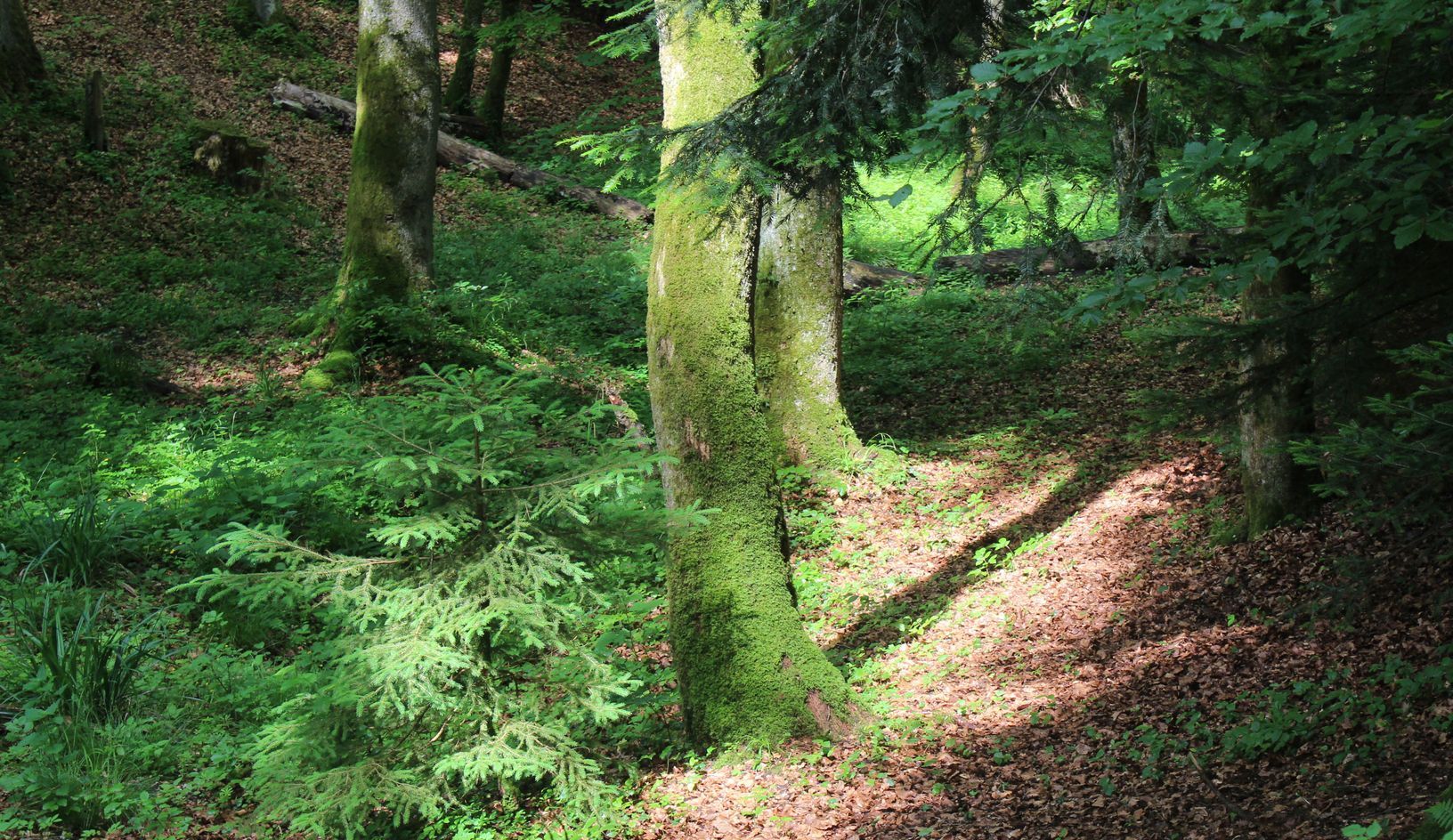 Kleine Lichtung im Wald