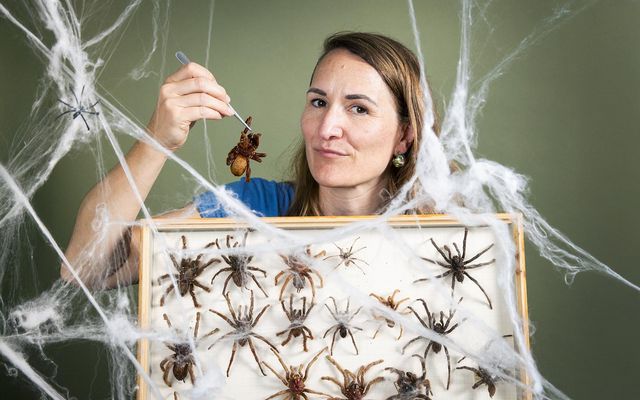 Person hält mit einer Pinzette eine Spinne über einem Schaukasten mit präparierten Spinnen und Kunstspinnweben.