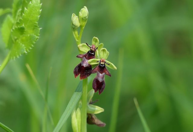 Insekten an einer Blume