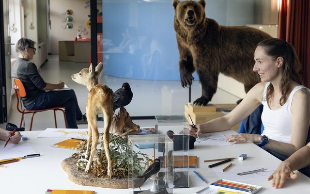 Tierzeichnen abends im Naturhistorischen Museum