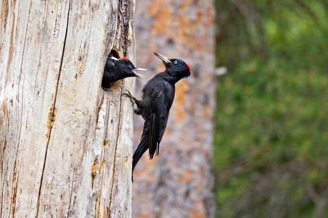 Bild zweier Spechten an einem Baum