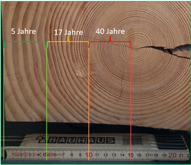 Baumstumpf mit Alterslinien