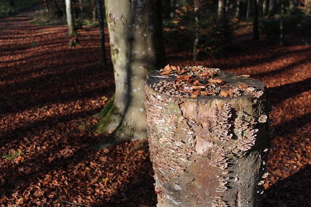 Totholz im Burgerwald