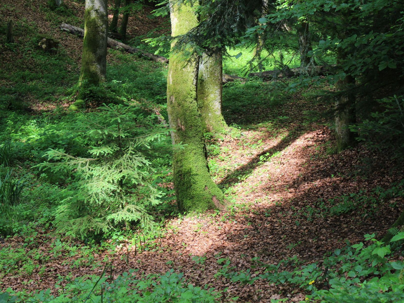 Lichtung im Burgerwald
