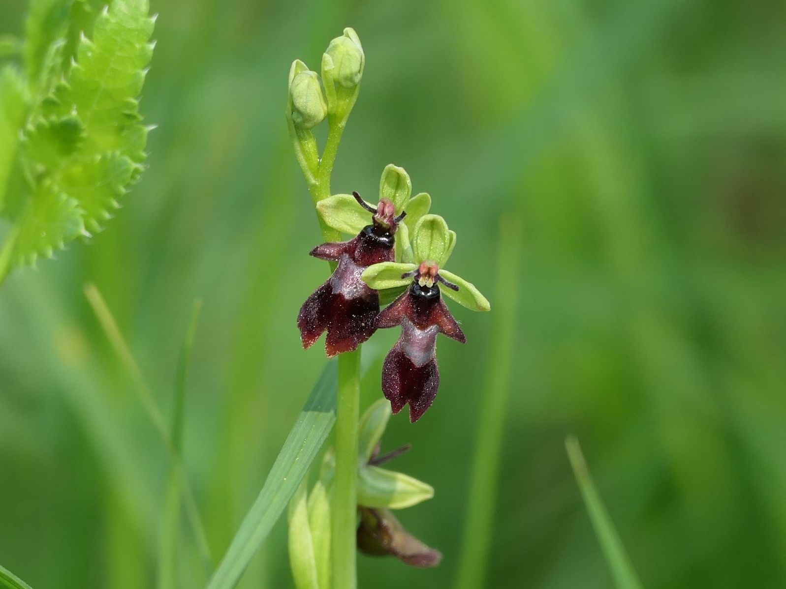 Fliegen Ragwurz Symbolbild für Bernische Botanische Gesellschaft