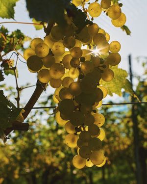 Weintrauben, welche durch Sonnenstrahlen erhellt werden