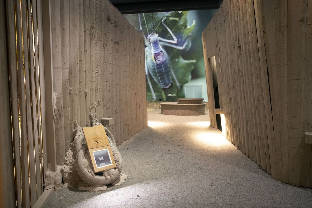 Ausstellungsraum Insektensterben