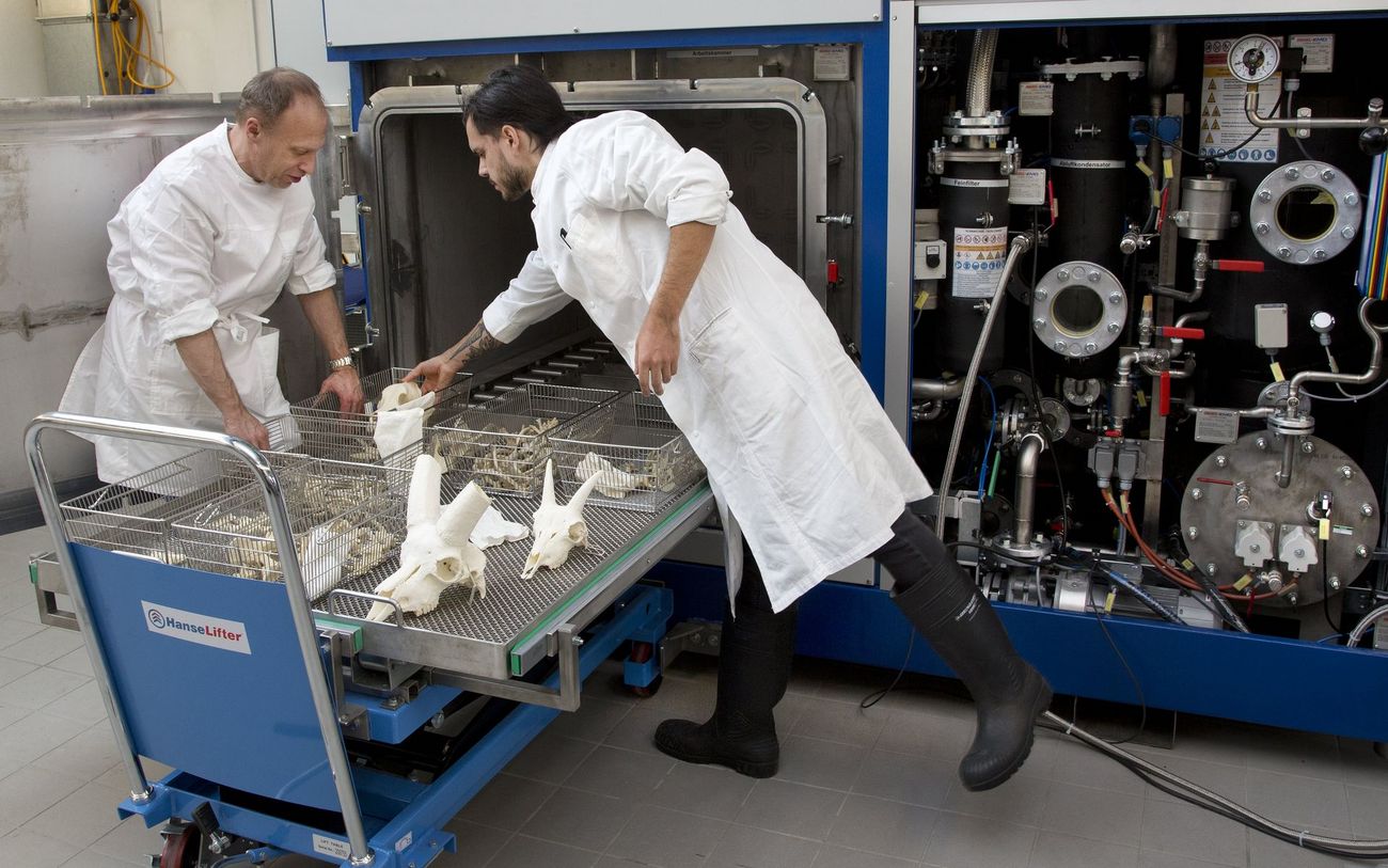 Wissenschaftler verräumen Knochen