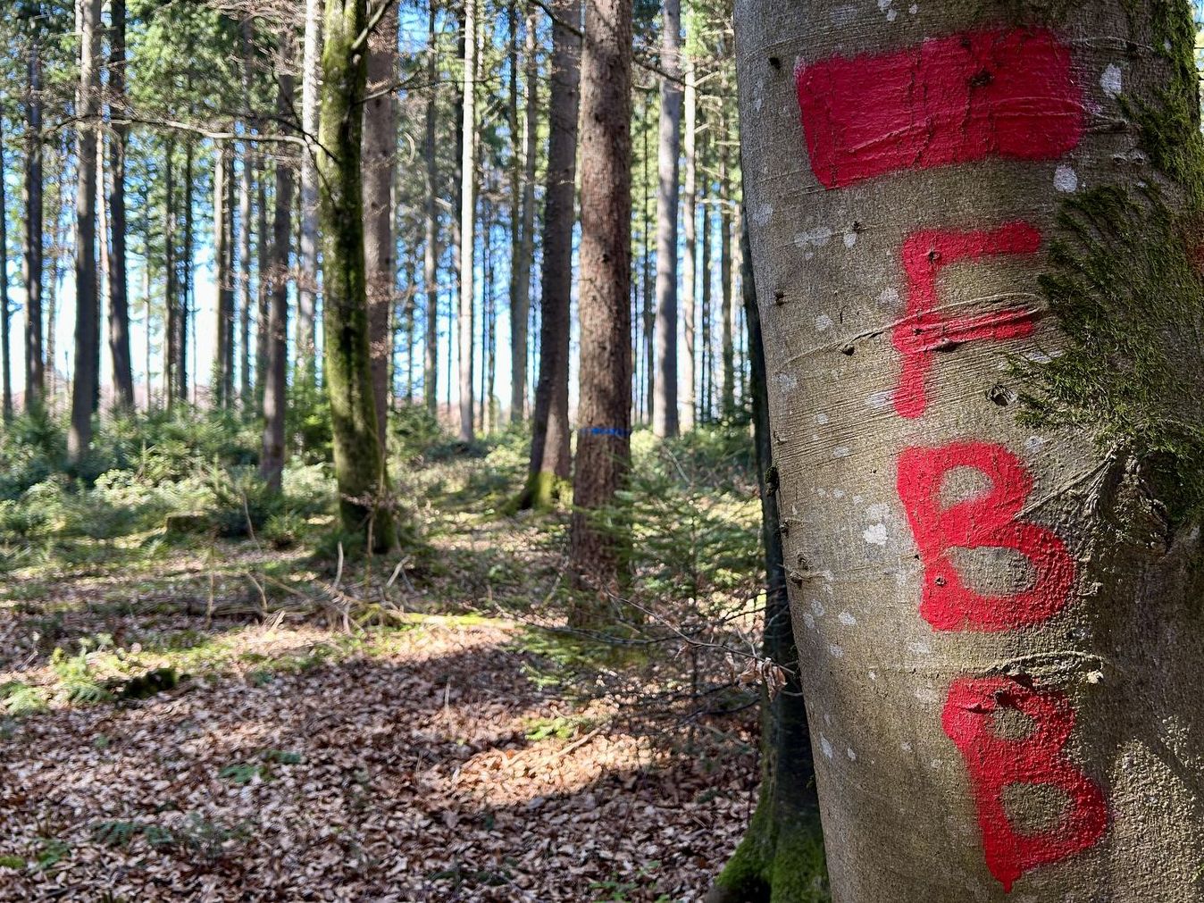 Marquage des arbres FBB ou T