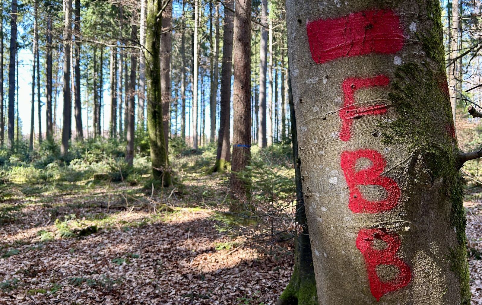 Baummarkierung dicker roter Balken eventuell mit Zusatz FBB
