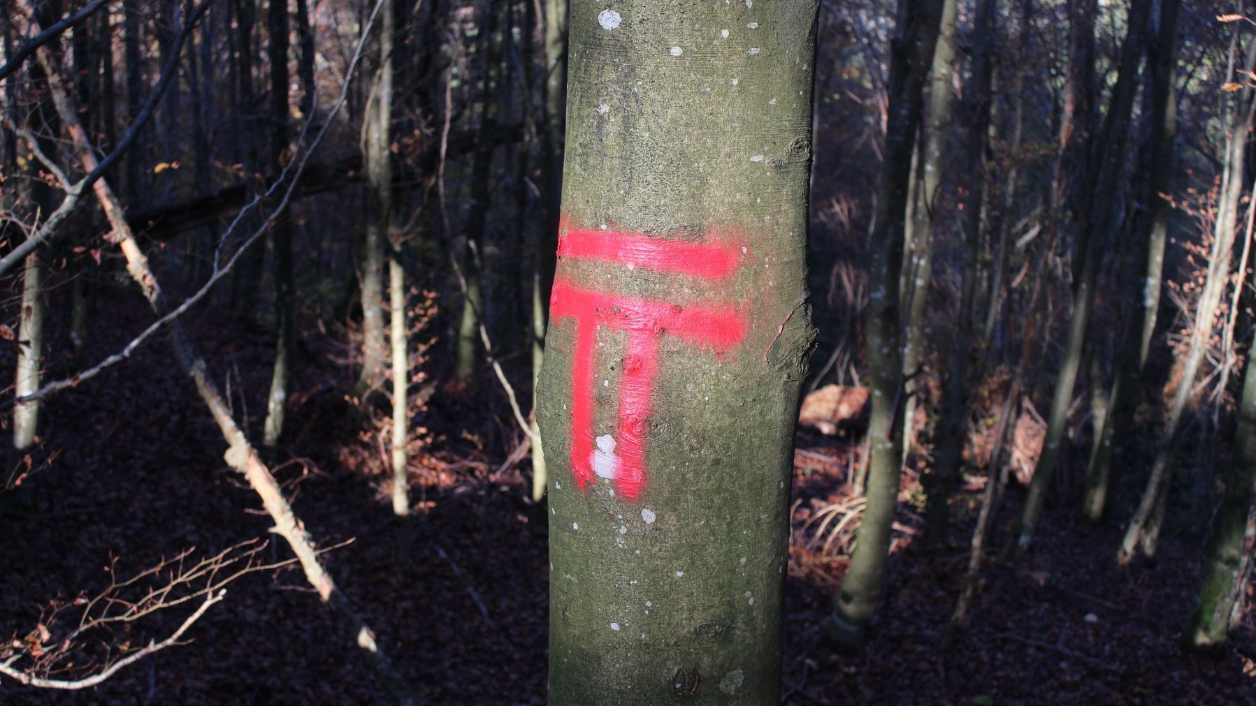 Baummarkierung FBB oder T