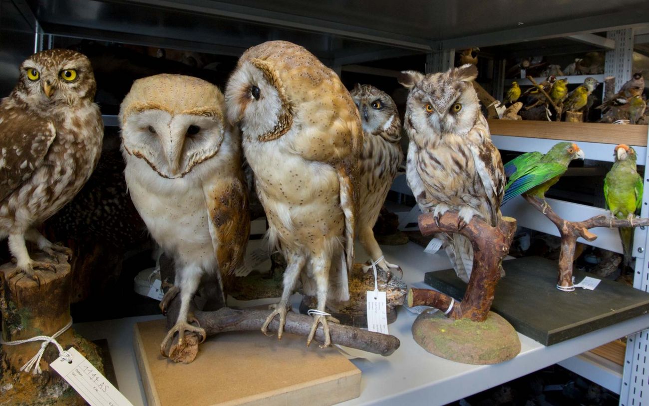 Ausgestopfte Eulen