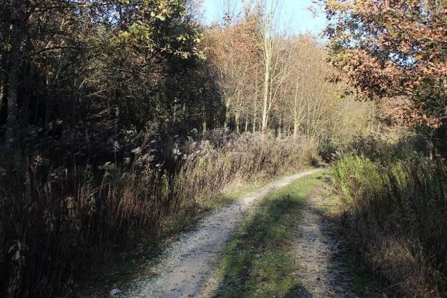 Waldweg Kurve