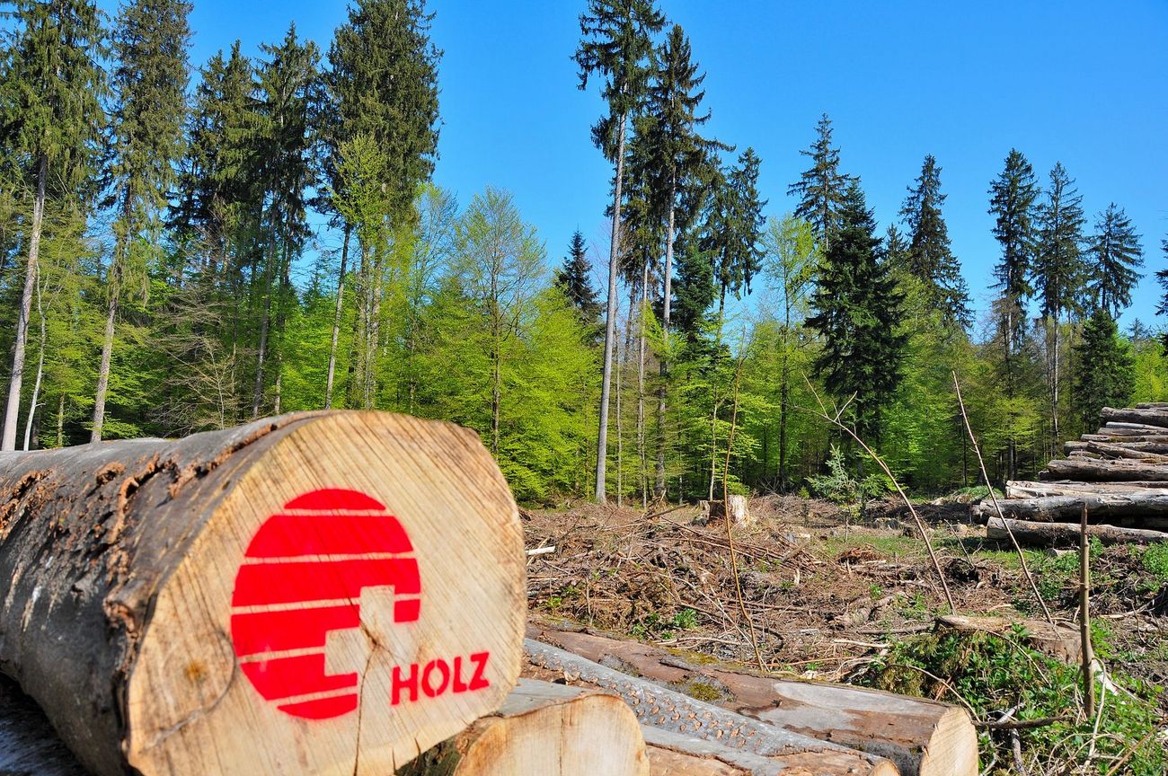 Gefällte Baumstämme mit roter Holz‑Markierung liegen am Waldrand.