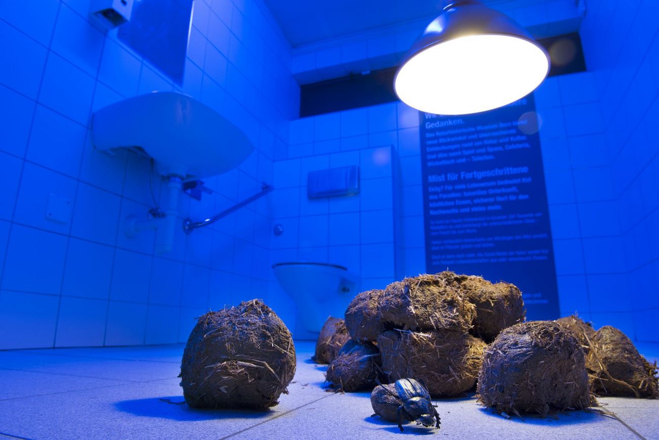 Ein heller, blau ausgeleuchteter Raum mit einer Installation aus Dung­kugeln und einem Mistkäfer auf dem Boden.
