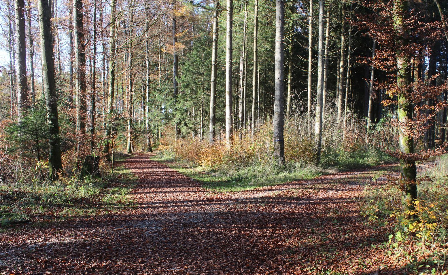 Kreuzung eines Waldweges im Herbst