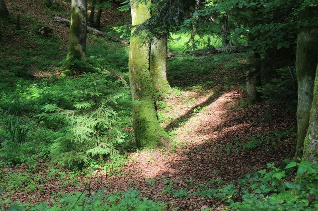Kleine Lichtung im Wald