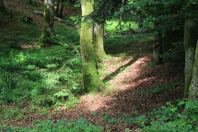 Kleine Lichtung im Wald