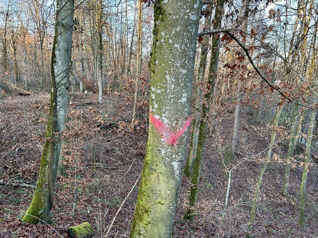 Baummarkierung leuchtpink Diagonalstreifen