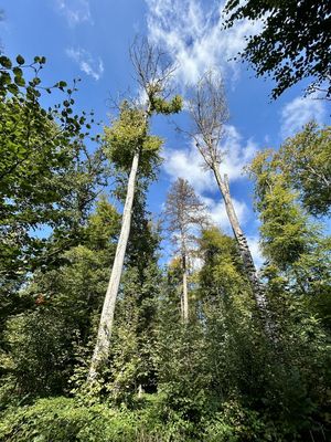Froschperspektive vom Bäumen