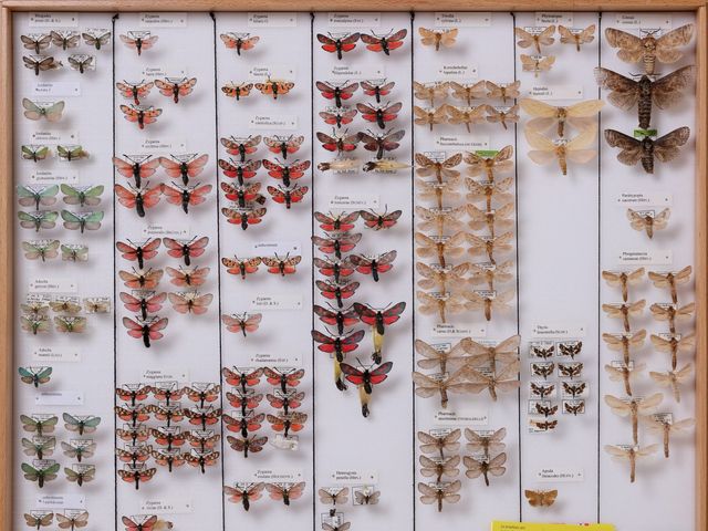 Schmetterlinge Symbolbild für Entomologischer Verein Bern