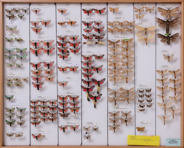 Schmetterlinge Symbolbild für Entomologischer Verein Bern