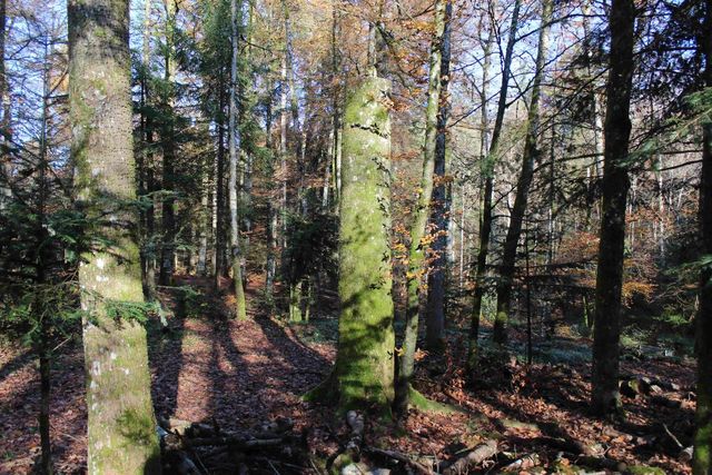 Bäume im Wald