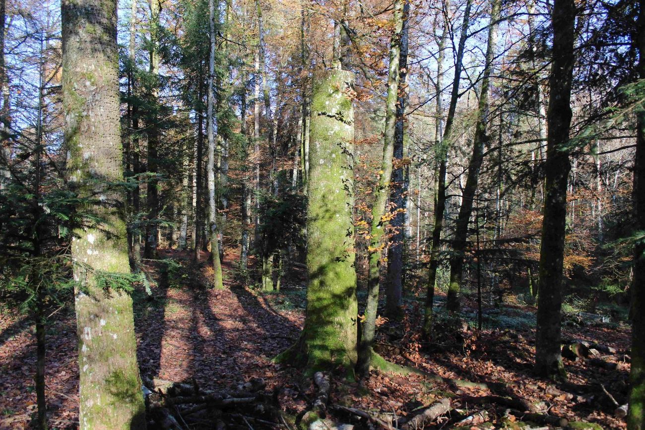 Bäume im Wald