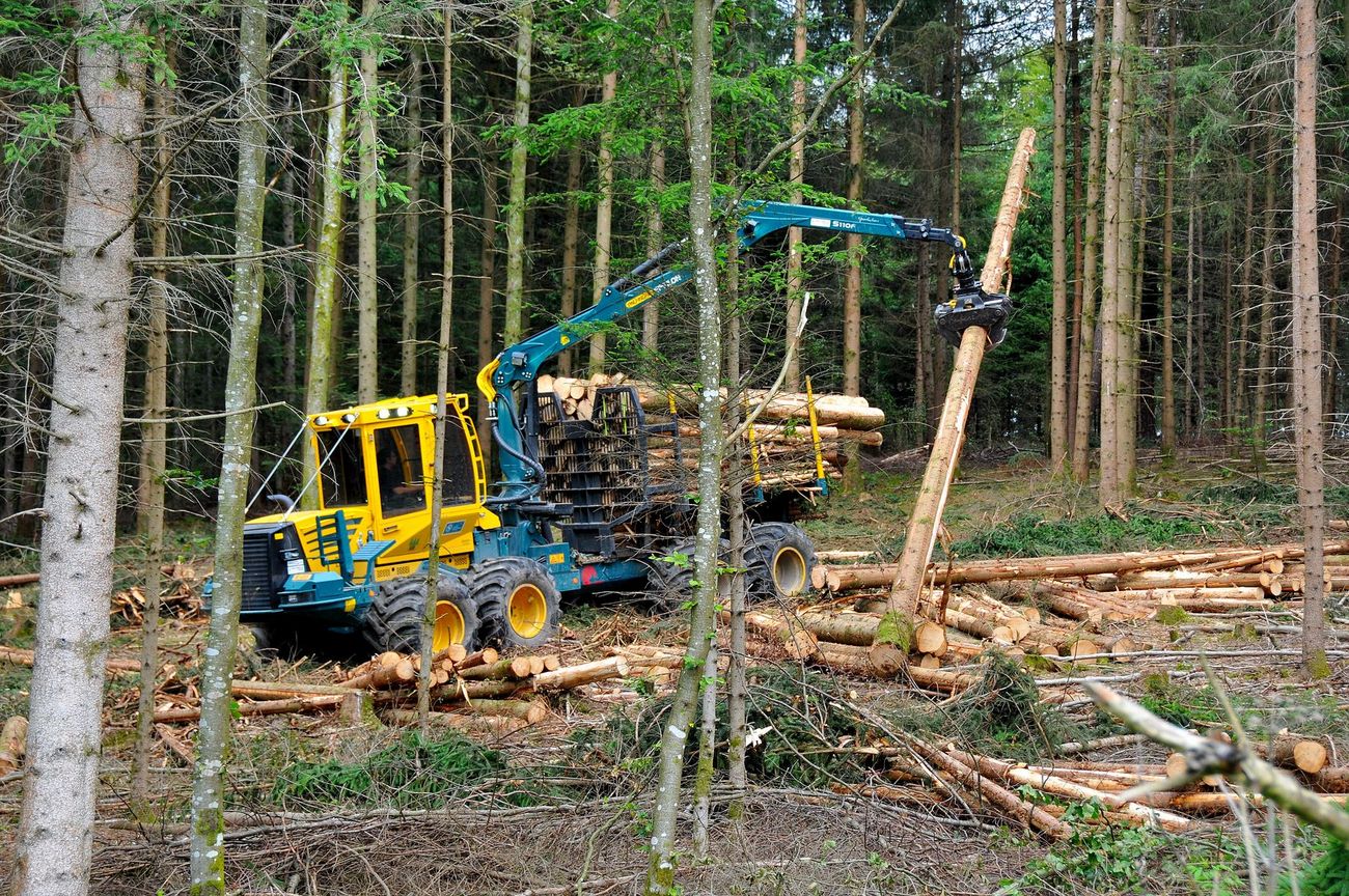 Ein Forstfahrzeug hebt im Wald einen Baumstamm mit seinem Greifarm.