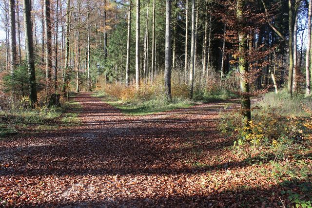 Waldweg im Burgerwald