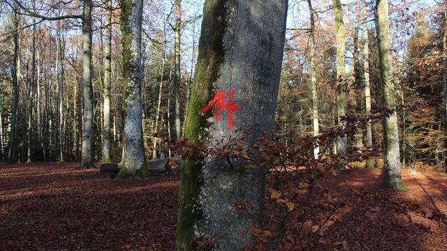 Baummarkierung Zahl