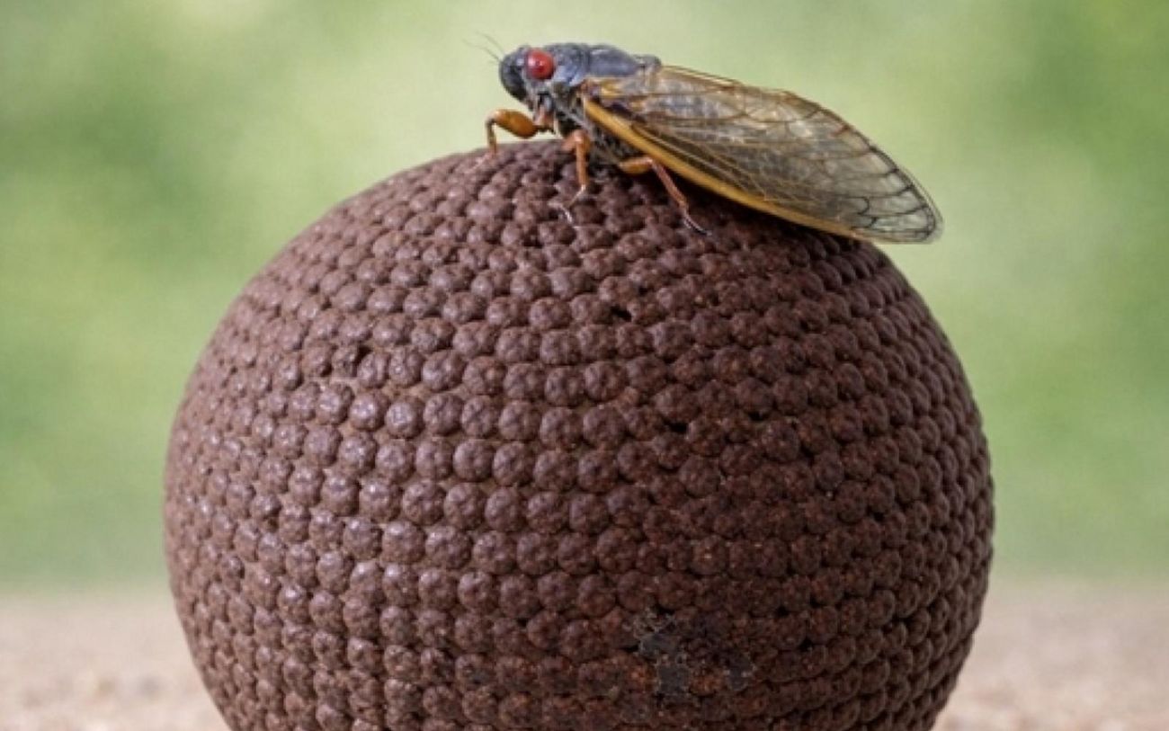 Eine braune Pétanque-Kugel liegt auf sandigem Untergrund, während eine Zikade mit transparenten Flügeln und roten Augen darauf sitzt, vor unscharfem grünem Hintergrund.