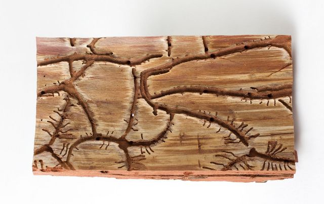 Durchbohrtes Holz