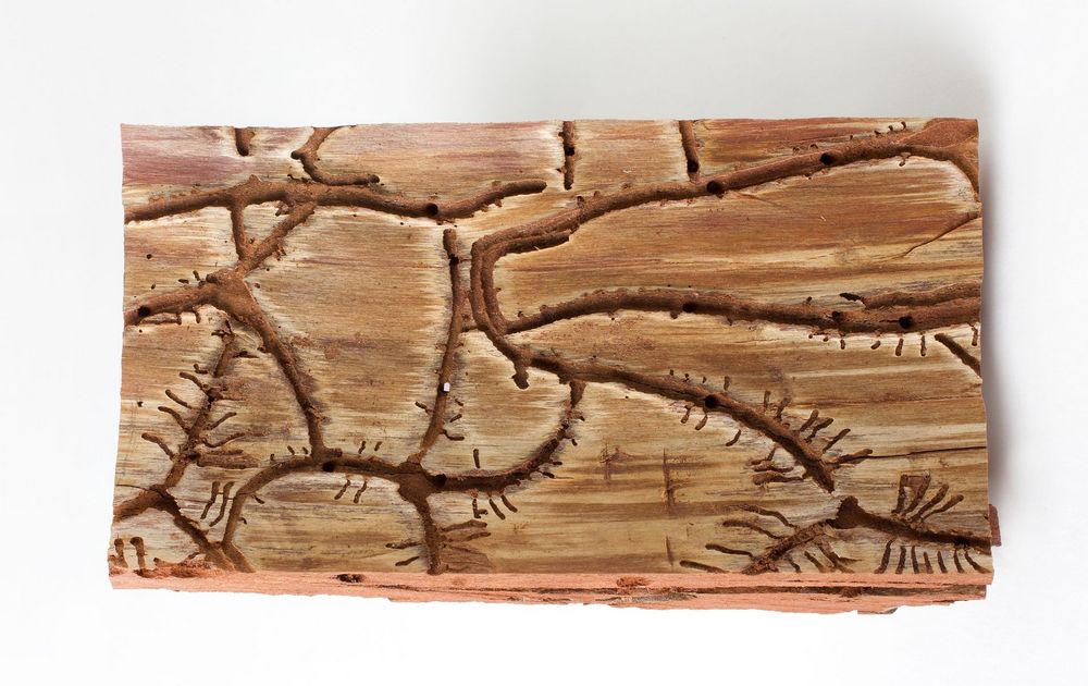 Durchbohrtes Holz