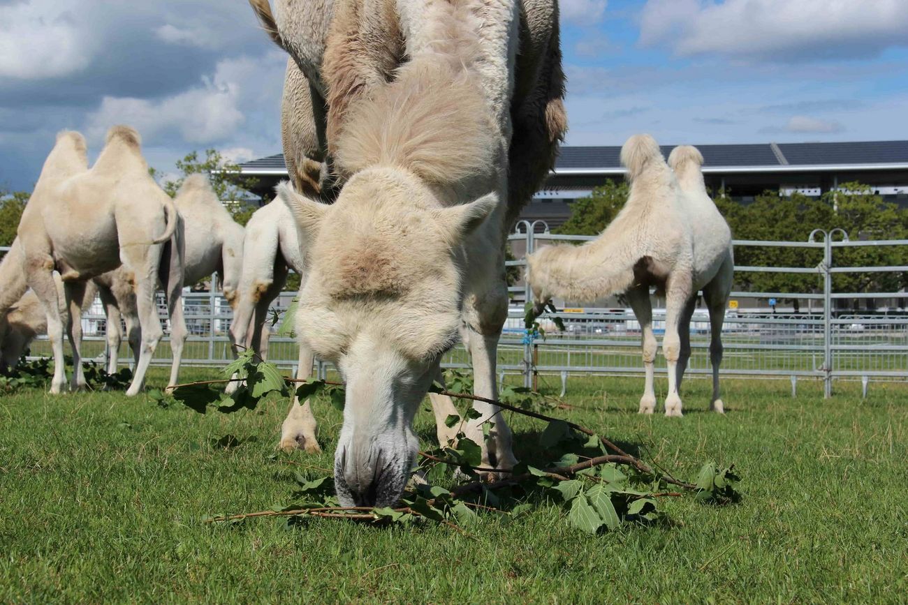 Kamel am Futter fressen