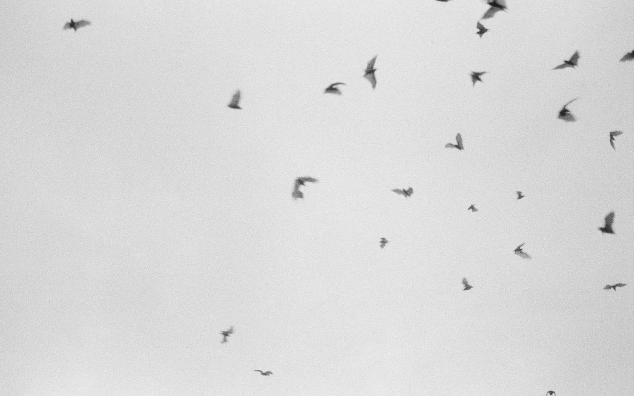 Mehrere Fledermäuse fliegen als dunkle Silhouetten vor einem hellen, grauen Himmel.